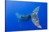 Humpback Whale Diving from Surface-Paul Souders-Stretched Canvas