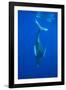 Humpback whale diving into the depths, Hawaii-David Fleetham-Framed Photographic Print