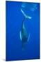 Humpback whale diving into the depths, Hawaii-David Fleetham-Mounted Photographic Print