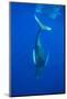 Humpback whale diving into the depths, Hawaii-David Fleetham-Mounted Photographic Print