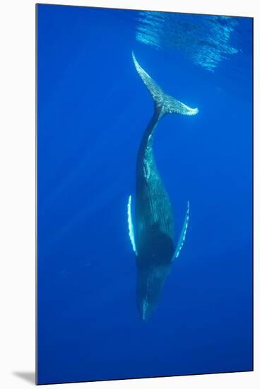 Humpback whale diving into the depths, Hawaii-David Fleetham-Mounted Premium Photographic Print