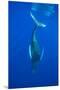 Humpback whale diving into the depths, Hawaii-David Fleetham-Mounted Premium Photographic Print