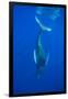 Humpback whale diving into the depths, Hawaii-David Fleetham-Framed Premium Photographic Print