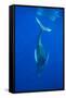 Humpback whale diving into the depths, Hawaii-David Fleetham-Framed Stretched Canvas