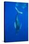 Humpback whale diving into the depths, Hawaii-David Fleetham-Stretched Canvas