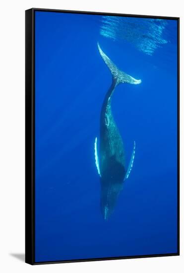 Humpback whale diving into the depths, Hawaii-David Fleetham-Framed Stretched Canvas