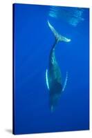 Humpback whale diving into the depths, Hawaii-David Fleetham-Stretched Canvas