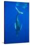 Humpback whale diving into the depths, Hawaii-David Fleetham-Stretched Canvas