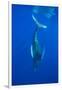 Humpback whale diving into the depths, Hawaii-David Fleetham-Framed Photographic Print