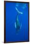 Humpback whale diving into the depths, Hawaii-David Fleetham-Framed Photographic Print