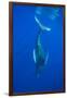 Humpback whale diving into the depths, Hawaii-David Fleetham-Framed Photographic Print