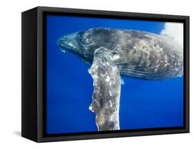 Humpback Whale Diving Near Surface-Paul Souders-Framed Stretched Canvas