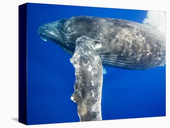 Humpback Whale Diving Near Surface-Paul Souders-Stretched Canvas