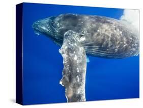 Humpback Whale Diving Near Surface-Paul Souders-Stretched Canvas