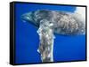 Humpback Whale Diving Near Surface-Paul Souders-Framed Stretched Canvas