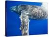 Humpback Whale Diving Near Surface-Paul Souders-Stretched Canvas