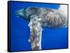 Humpback Whale Diving Near Surface-Paul Souders-Framed Stretched Canvas