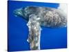 Humpback Whale Diving Near Surface-Paul Souders-Stretched Canvas