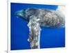 Humpback Whale Diving Near Surface-Paul Souders-Framed Photographic Print