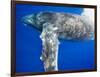 Humpback Whale Diving Near Surface-Paul Souders-Framed Photographic Print