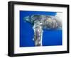 Humpback Whale Diving Near Surface-Paul Souders-Framed Photographic Print