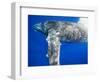 Humpback Whale Diving Near Surface-Paul Souders-Framed Photographic Print