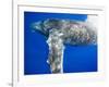 Humpback Whale Diving Near Surface-Paul Souders-Framed Photographic Print