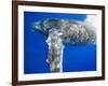 Humpback Whale Diving Near Surface-Paul Souders-Framed Photographic Print