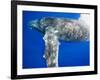 Humpback Whale Diving Near Surface-Paul Souders-Framed Photographic Print