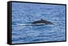 Humpback-Whale, Dominican Republic-Massimo Borchi-Framed Stretched Canvas