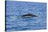 Humpback-Whale, Dominican Republic-Massimo Borchi-Stretched Canvas