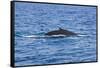 Humpback-Whale, Dominican Republic-Massimo Borchi-Framed Stretched Canvas