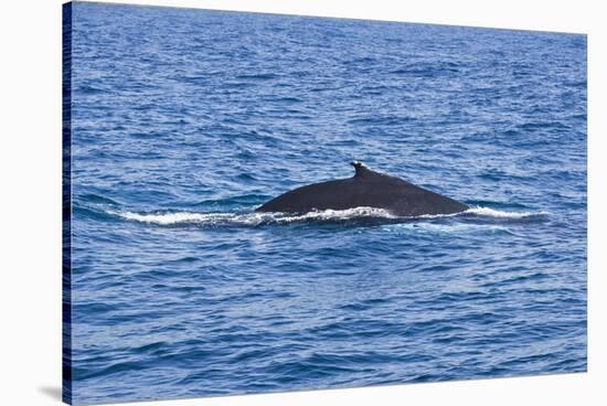 Humpback-Whale, Dominican Republic-Massimo Borchi-Stretched Canvas