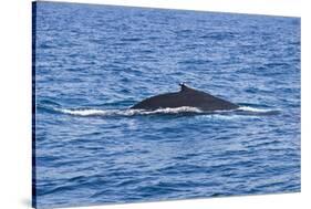Humpback-Whale, Dominican Republic-Massimo Borchi-Stretched Canvas