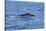 Humpback-Whale, Dominican Republic-Massimo Borchi-Stretched Canvas