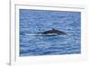 Humpback-Whale, Dominican Republic-Massimo Borchi-Framed Photographic Print