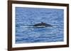 Humpback-Whale, Dominican Republic-Massimo Borchi-Framed Photographic Print