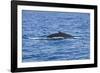 Humpback-Whale, Dominican Republic-Massimo Borchi-Framed Photographic Print