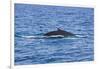 Humpback-Whale, Dominican Republic-Massimo Borchi-Framed Photographic Print