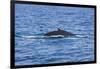 Humpback-Whale, Dominican Republic-Massimo Borchi-Framed Photographic Print