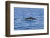 Humpback-Whale, Dominican Republic-Massimo Borchi-Framed Photographic Print