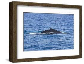 Humpback-Whale, Dominican Republic-Massimo Borchi-Framed Photographic Print
