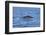 Humpback-Whale, Dominican Republic-Massimo Borchi-Framed Photographic Print