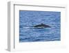 Humpback-Whale, Dominican Republic-Massimo Borchi-Framed Photographic Print