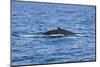 Humpback-Whale, Dominican Republic-Massimo Borchi-Mounted Photographic Print