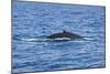 Humpback-Whale, Dominican Republic-Massimo Borchi-Mounted Photographic Print