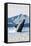 Humpback Whale, Douglas, Alaska-Lantern Press-Framed Stretched Canvas