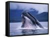 Humpback Whale Feeding in Frederick Sound in Alaska-Paul Souders-Framed Stretched Canvas