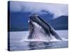 Humpback Whale Feeding in Frederick Sound in Alaska-Paul Souders-Stretched Canvas
