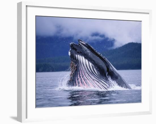 Humpback Whale Feeding in Frederick Sound in Alaska-Paul Souders-Framed Photographic Print